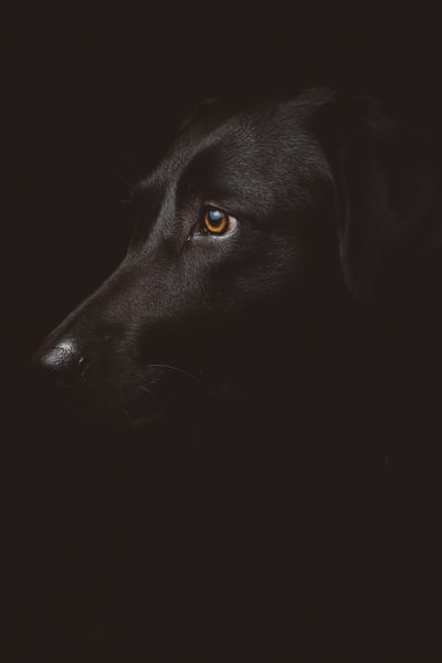 黑狗摄影